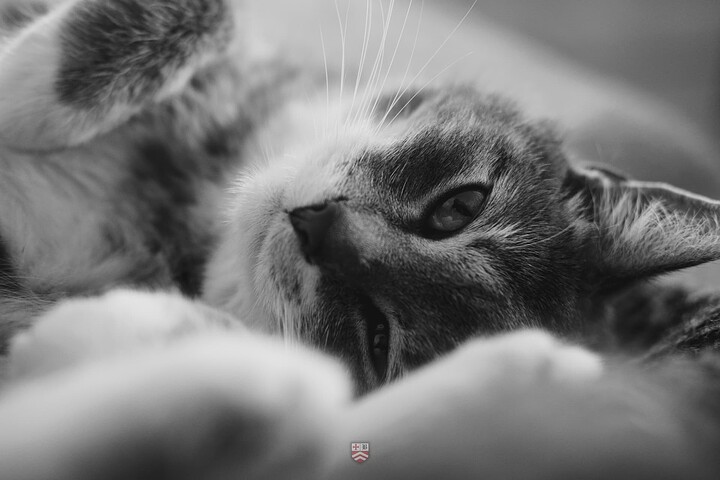 My cat Freja in the couch - XF 35mm f2