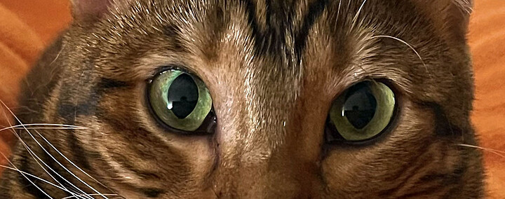catsby_eyes