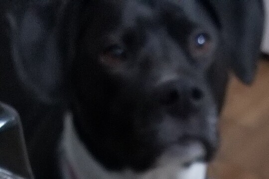 roo
