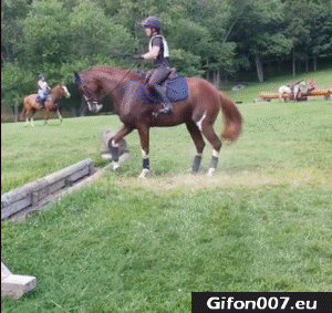 Funny-Video-Horse-Jumping-Gif