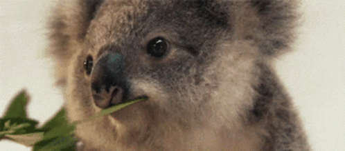 koala-wink